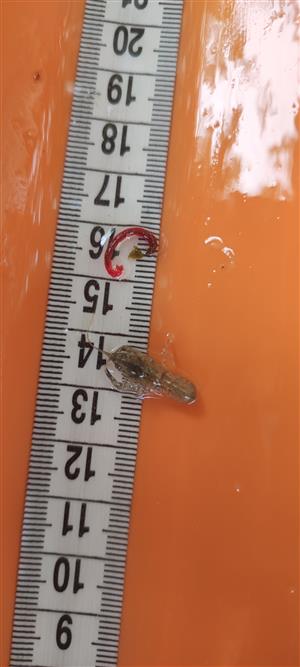 Čierna voda_Orconectes limosus