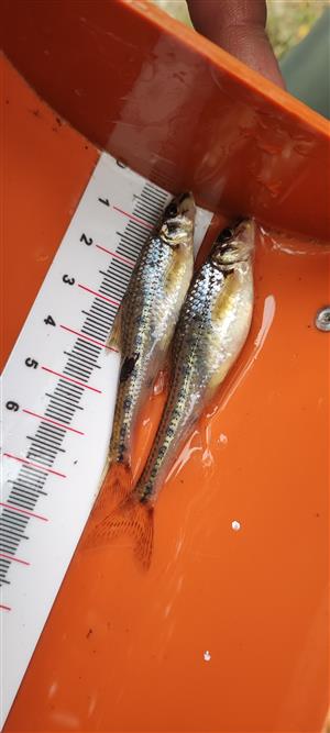 Dubová_Pobedim_Gobio albipinnatus_02