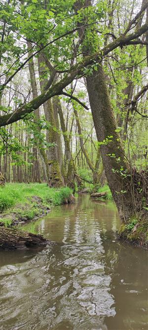 Malina_východne od Malaciek_začiatok lokality_proti prúdu