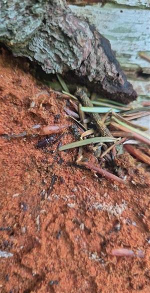 Druh Rhysodes sulcatus.