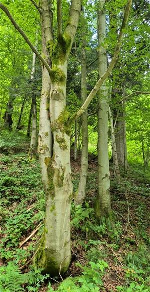 TML s druhom Rhysodes sulcatus.