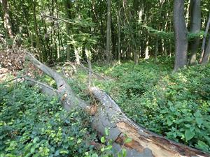 TML (pod Šomoškou)