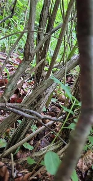 Pobytové znaky druhu Pseudogaurotina excellens