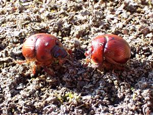 TML, B. unicornis