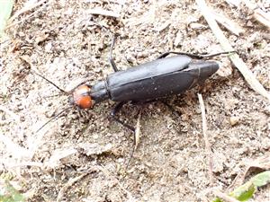 TML, Epicauta rufidorsum