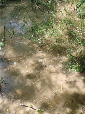 Vajíčka ropuchy bradavičnatej 