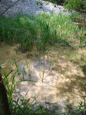 Biotop druhu Bombina variegata 