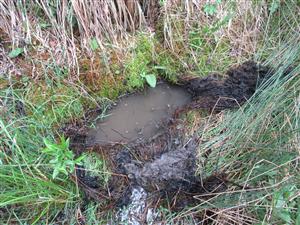 Biotop druhu Bombina variegata 