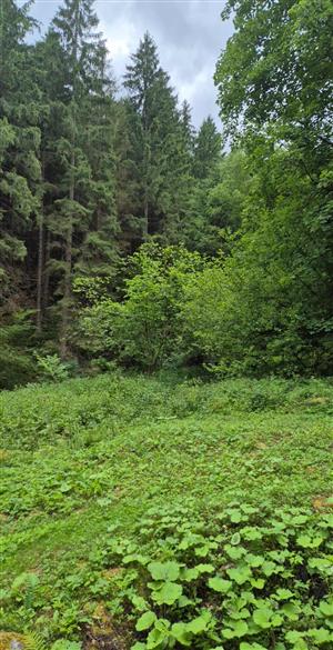 TML - Parnica - Pseudogaurotina excellens