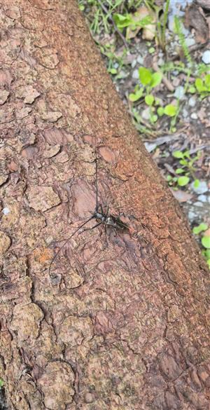 Monochamus sartor na spílenom smreku.