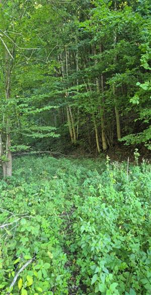 TML - Hrochot - Pseudogaurotina excellens