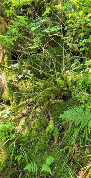  TML - Pobytové znaky druhu Pseudogaurotina excellens na Polana