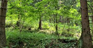 Fotografia biotopu Pseudogaurotina excellens