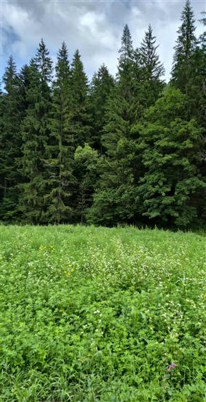 TML druhu Pseudogaurotina excellens.