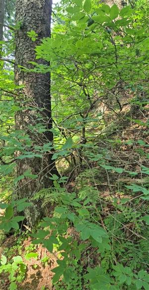 Pobytové znaky druhu Pseudogaurotina excellens