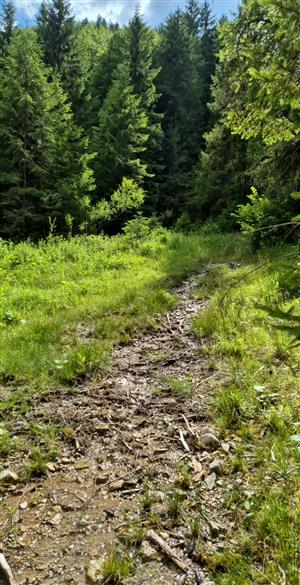 Fotografia biotopu Pseudogaurotina excellens