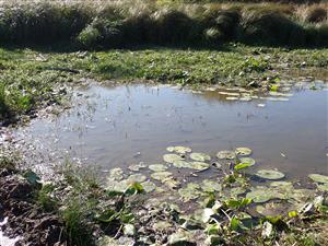 TML, interiér ramena plesiopotamon za nízkeho stavu vody