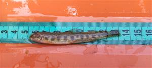 Vlára_Horné Srnie_Sabanejewia aurata