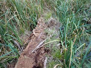 TML, mikrohabitat druhu