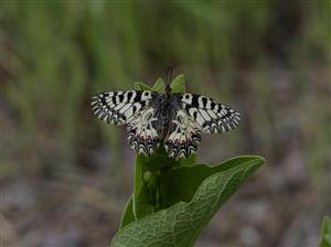 foto cieloveho druhu