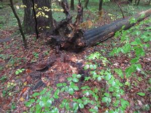 TML, mikrohabitat druhu