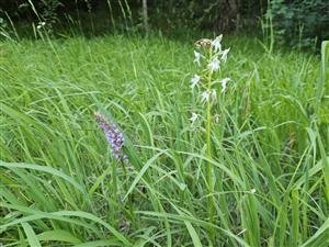 Gymnadenia conopsea a Platanthera chlorantha na lokalite.