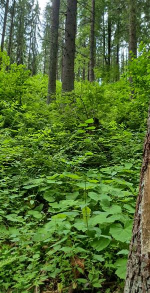Fotografia biotopu Pseudogaurotina excellens