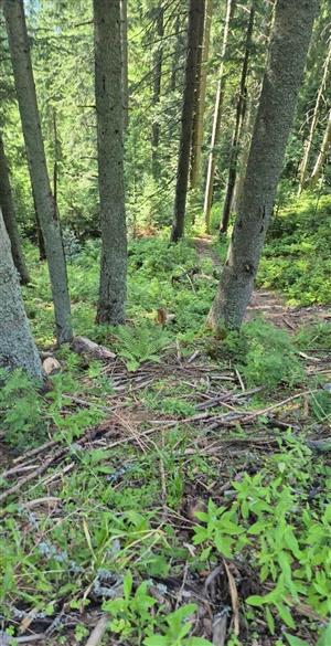 Fotografia biotopu Pseudogaurotina excellens