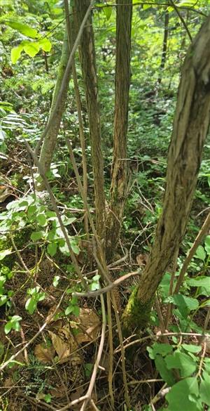 Pobytové znaky druhu Pseudogaurotina excellens