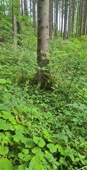 Fotografia biotopu Pseudogaurotina excellens
