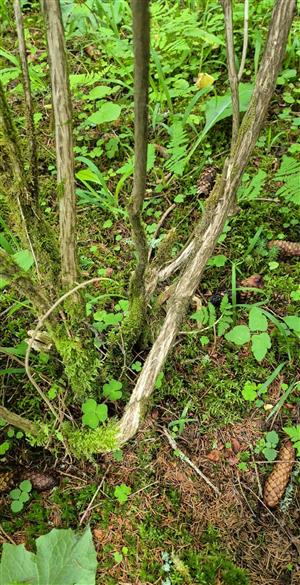 Krík s pobytovými znakmi druhu Pseudogaurotina excellens.