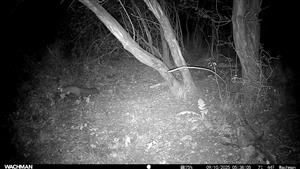 Jedinec Martes martes, video, fotopasca, TML Mužla, časť Čenkovský les, severné mokraďné depresie, 9.10.2025 (fotopasca: J.Lengyel).