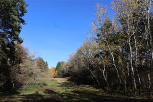 TML Mužla, časť Čenkovský les, stredový transekt s piesč. dunami a lesmi.Foto: 29.10.2025, J.Lengyel.