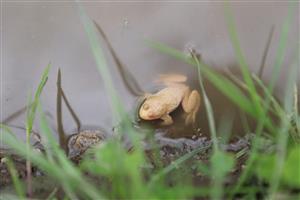 kunka žltobruchá - albín