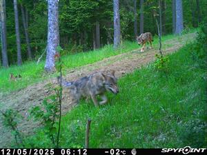 dva jedince Canis lupus