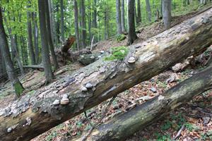 Vhodný kmeň so staršími pobytovými znakmi