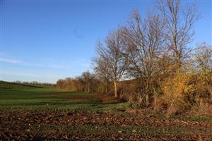 Pohľad na časť TML Maňa - Maniansky potok, Hronská pahorkatina, foto: 4.11.2025, J.Lengyel.