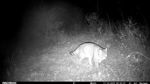 Ad. jedinec F. silvestris, južne od Bajtavy, svah, predhorie Burdy. Video, fotopasca, 17.10.2025, J.Lengyel.