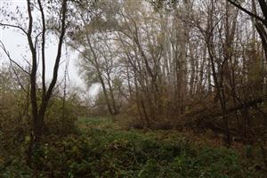 Pohľad na časť TML Trávnik - lužný mokraďový les, časť Hamské tŕstie-juh. Foto: 12.11.2025, J.Lengyel.