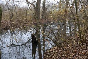 Pohľad na časť TML Trávnik, časť Hamské tŕstie - juh s Hamským kanálom. Foto: 12.11.2025, J.Lengyel.