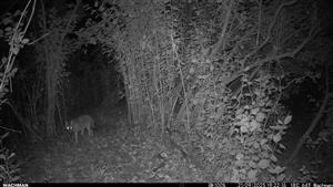 Dva juv. C.aureus, TML Trávnik, časť Hamské tŕstie-juh. Foto z videí, juv. šli za sebou postupne na videách. 21.9.2025 (fotopasca: J.Lengyel).