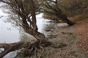 Staršie a novšie ohryzy pobr. vŕb (Salix, sp.) bobrami - C.fiber, TML Ústie Váhu do Dunaja. Foto: 13.11.2025, J.Lengyel.