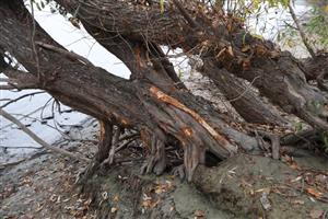 Čiastočné ohryzy pobr. vŕb (Salix, sp.) bobrami, C. fiber, TML Ústie Váhu do Dunaja. Foto: 13.11.2025, J.Lengyel.