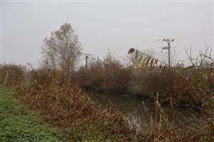 Pohľad na časť TML Číčovské rybníky, V periferný kanál. Foto: 12.11.2025, J.Lengyel.