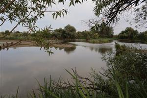 Pohľad na časť TML Alúvium Žitavy, Martovce, úroveň pri obci. Foto: 26.7.2025, J.Lengyel.