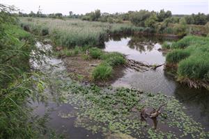 Pohľad na časť TML Alúvium Žitavy, Martovce, severne od cest. mosta. Foto: 26.7.2025, J.Lengyel.