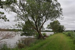 Pohľad na centrálnu časť TML Veľkoblahovské rybníky, foto: 16.6.2025, J.Lengyel.