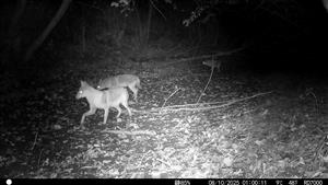 Výskyt 3 jedincov (pravdepodobne súrodencov - juv.) v noci 8.10.2025. Foto z videa. TML Zemné časť Palárikovský potok (rozhr. k.ú. Palárikovo a Zemné). Fotopasca: J.Lengyel.