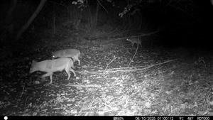 Výskyt 3 jedincov (pravdepodobne súrodencov - juv.) v noci 8.10.2025. Foto z videa. TML Zemné časť Palárikovský potok (rozhr. k.ú. Palárikovo a Zemné). Fotopasca: J.Lengyel.