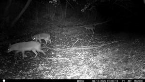 Výskyt 3 jedincov (pravdepodobne súrodencov - juv.) v noci 8.10.2025. Foto z videa. TML Zemné časť Palárikovský potok (rozhr. k.ú. Palárikovo a Zemné). Fotopasca: J.Lengyel.